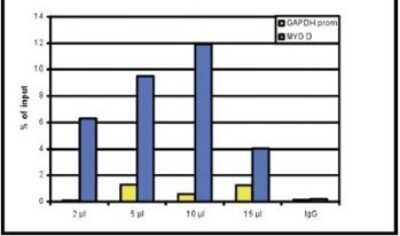 Chromatin Immunoprecipitation: Histone H4 [Methyl Lys20] Antibody [NBP2-59247] - ChIP assays were performed using human osteosarcoma (U2OS) cells, the antibody against H4K20me1 and optimized PCR primer sets for qPCR. Chromatin was sheared. ChIP was performed using sheared chromatin from 1.6 million cells. A titration of the antibody consisting of 2, 5, 10 and 15 ul per ChIP experiment was analysed. IgG (5 ug/IP) was used as negative IP control. Quantitative PCR was performed with primers for the GAPDH promoter and for the coding region of the myogenic differentiation gene (MYOD), a gene that is inactive at normal conditions. Figure shows the recovery, expressed as a % of input (the relative amount of immunoprecipitated DNA compared to input DNA after qPCR analysis).